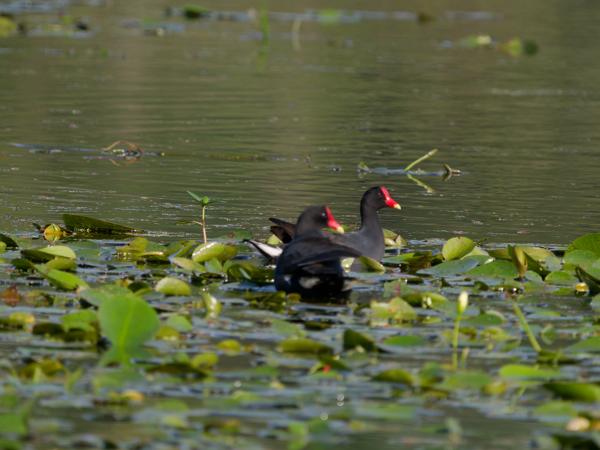 Amerikaans waterhoen (Gallinula galeata)